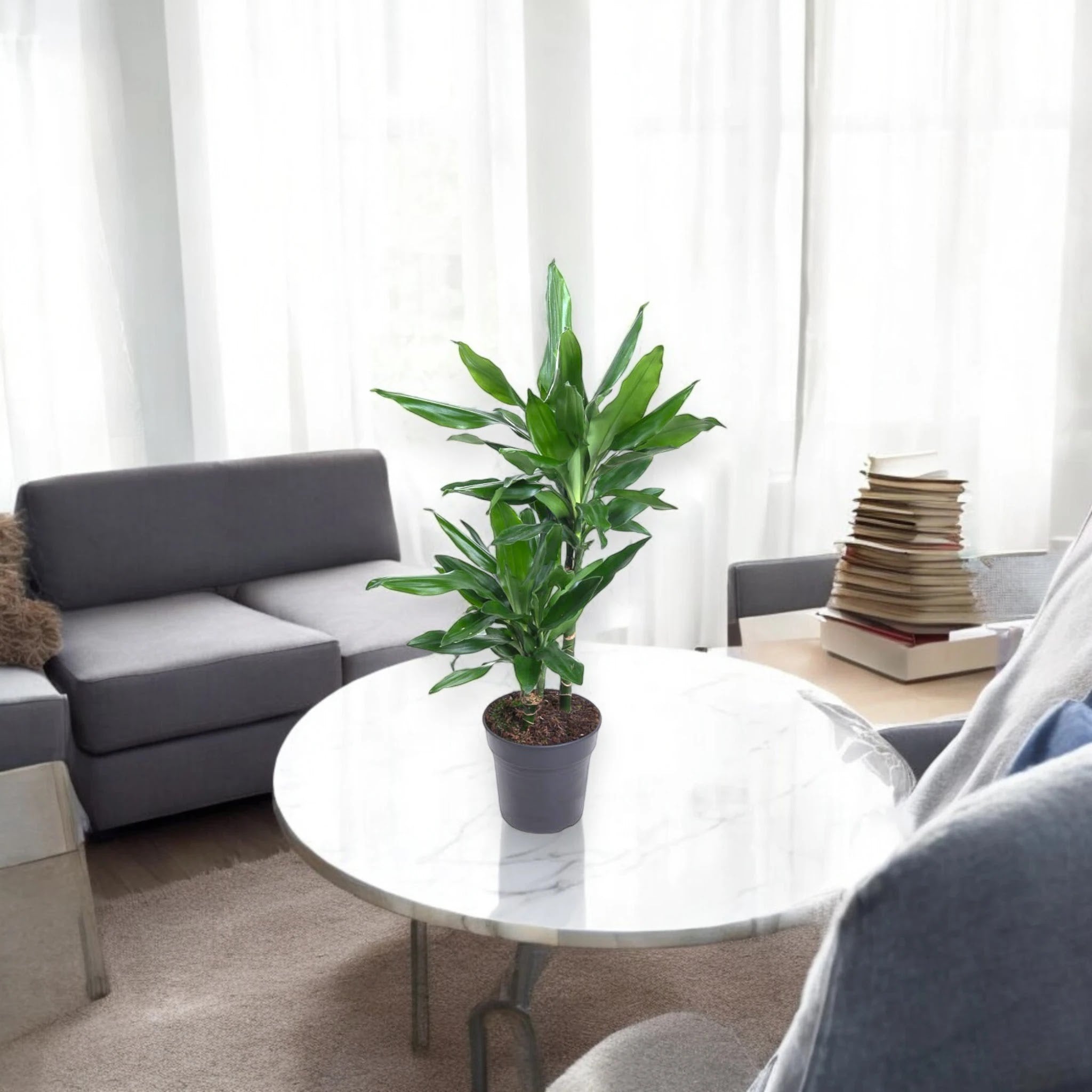 Dracaena fragrans 'Janet Lind'