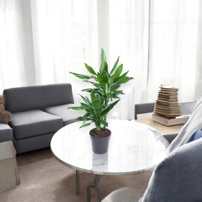 Dracaena fragrans 'Janet Lind'