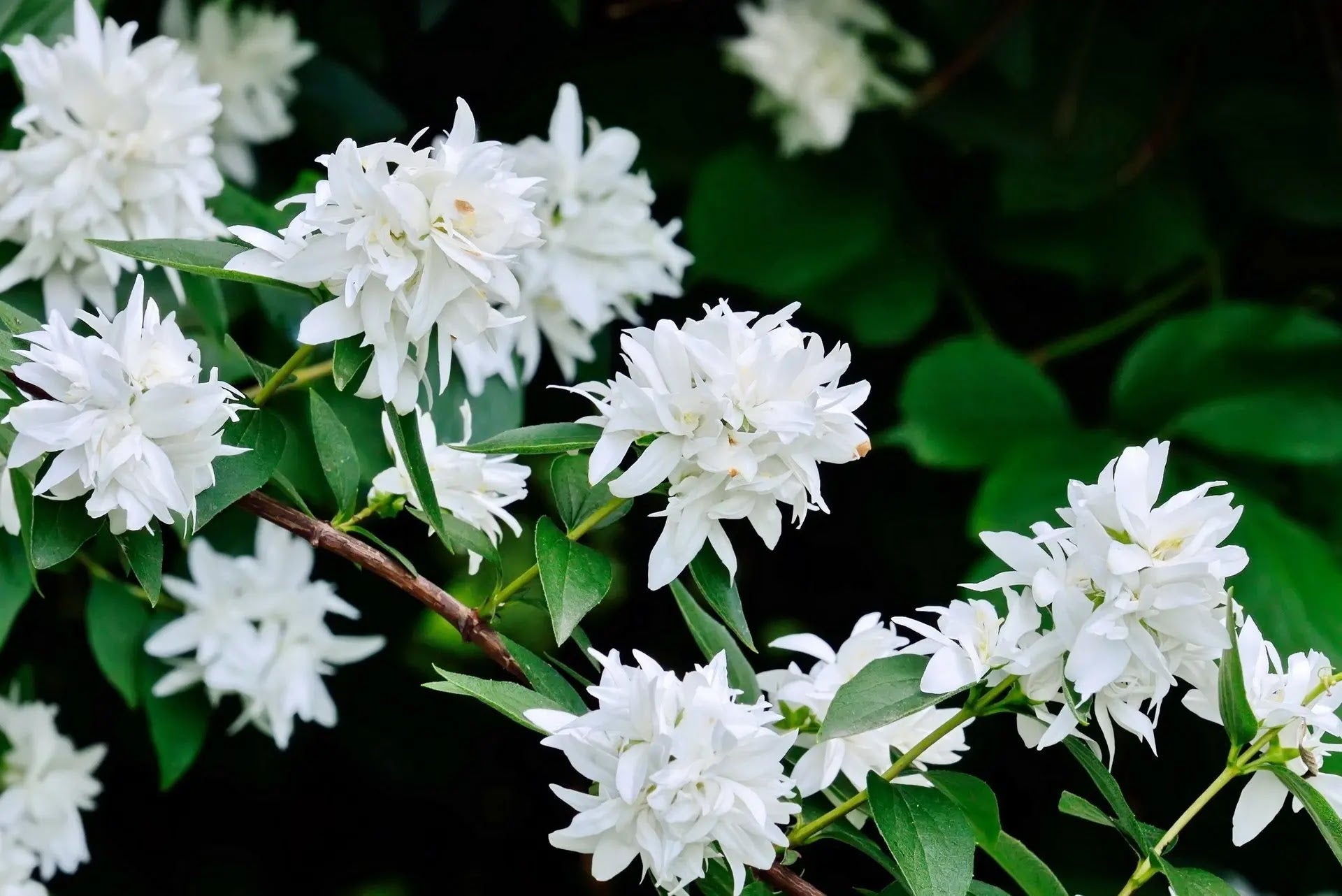 Filadelfo Philadelphus coronarius Virginalis arbusto fiorito bianco in giardino con portamento cespuglioso