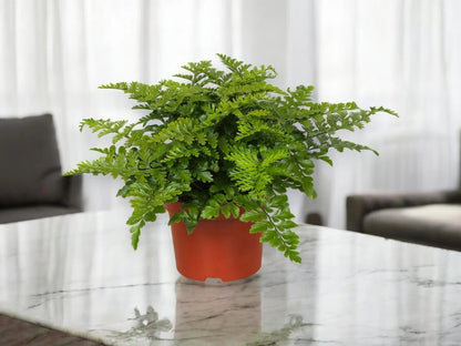 Asplenium parvati
