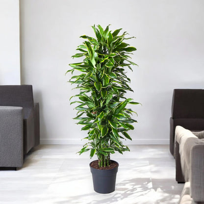 Dracaena fragrans 'Golden coast'
