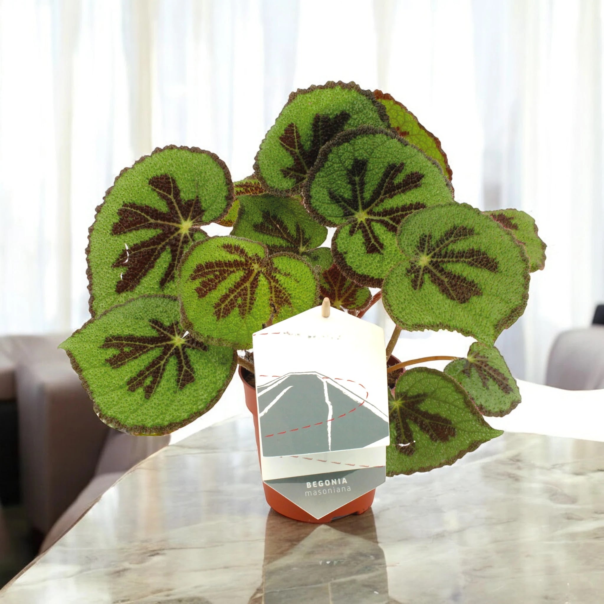 Dettaglio foglia Begonia masoniana con superficie rugosa e disegno a croce scura naturale