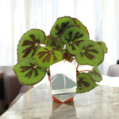 Dettaglio foglia Begonia masoniana con superficie rugosa e disegno a croce scura naturale