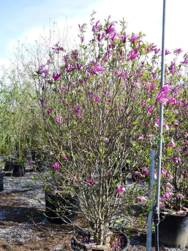 Magnolia liliflora Nigra arbusto in giardino con fiori rosso porpora in primavera