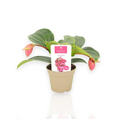 Medinilla magnifica