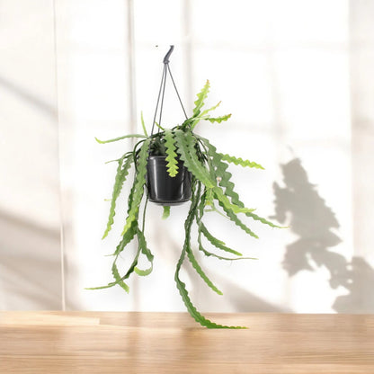 Epiphyllum anthonyanus