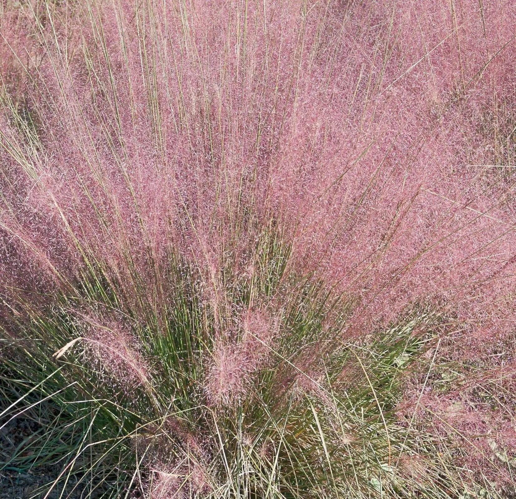 Muhlenbergia capillaris in piena fioritura autunnale con infiorescenze rosa-porpora piumose