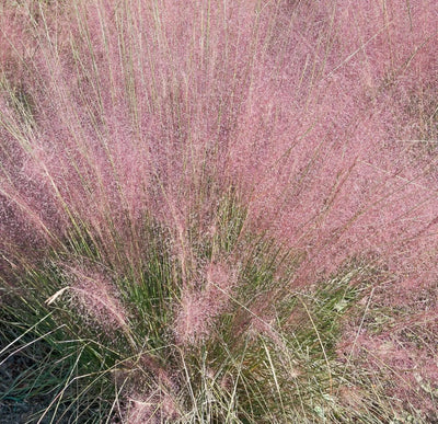 Muhlenbergia capillaris in piena fioritura autunnale con infiorescenze rosa-porpora piumose
