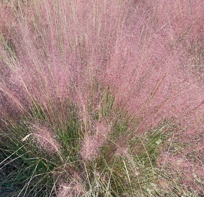 Muhlenbergia capillaris in piena fioritura autunnale con infiorescenze rosa-porpora piumose
