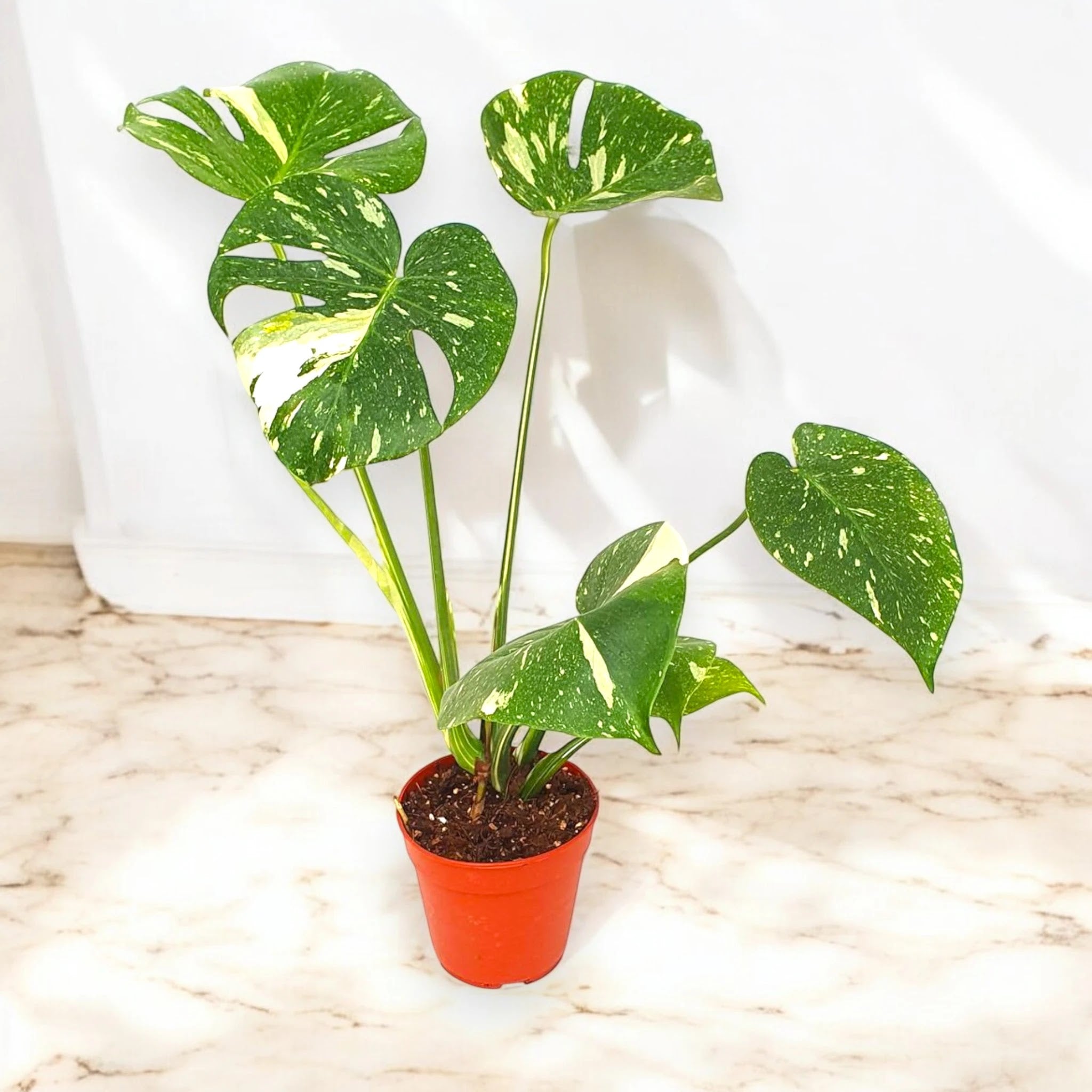Monstera deliciosa 'Thai Constellation'