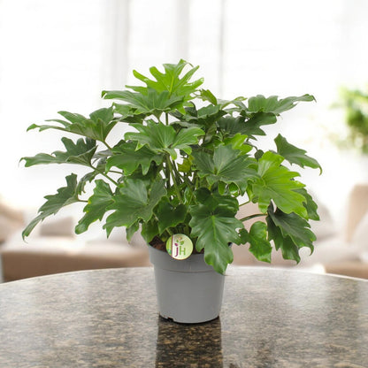 Philodendron bipinnatifidum 'Little Hope'