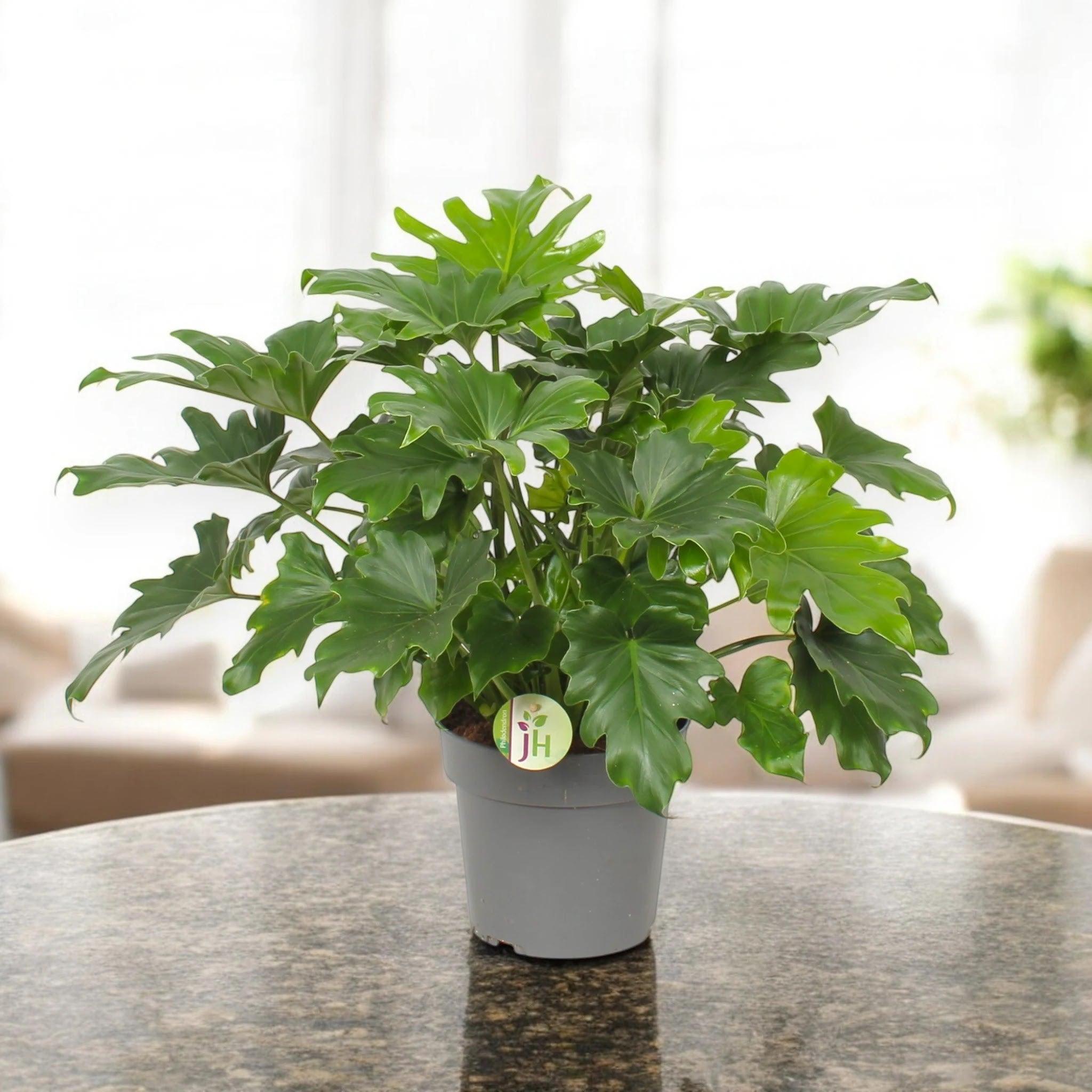 Philodendron 'Little hope'