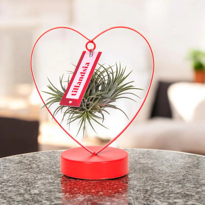 Tillandsia 'Heart'