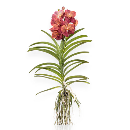 Vanda Leopard Coral orchidea epifita con radici aeree argentate sospesa in vaso trasparente