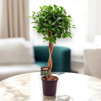 Ficus microcarpa 'Moclame'