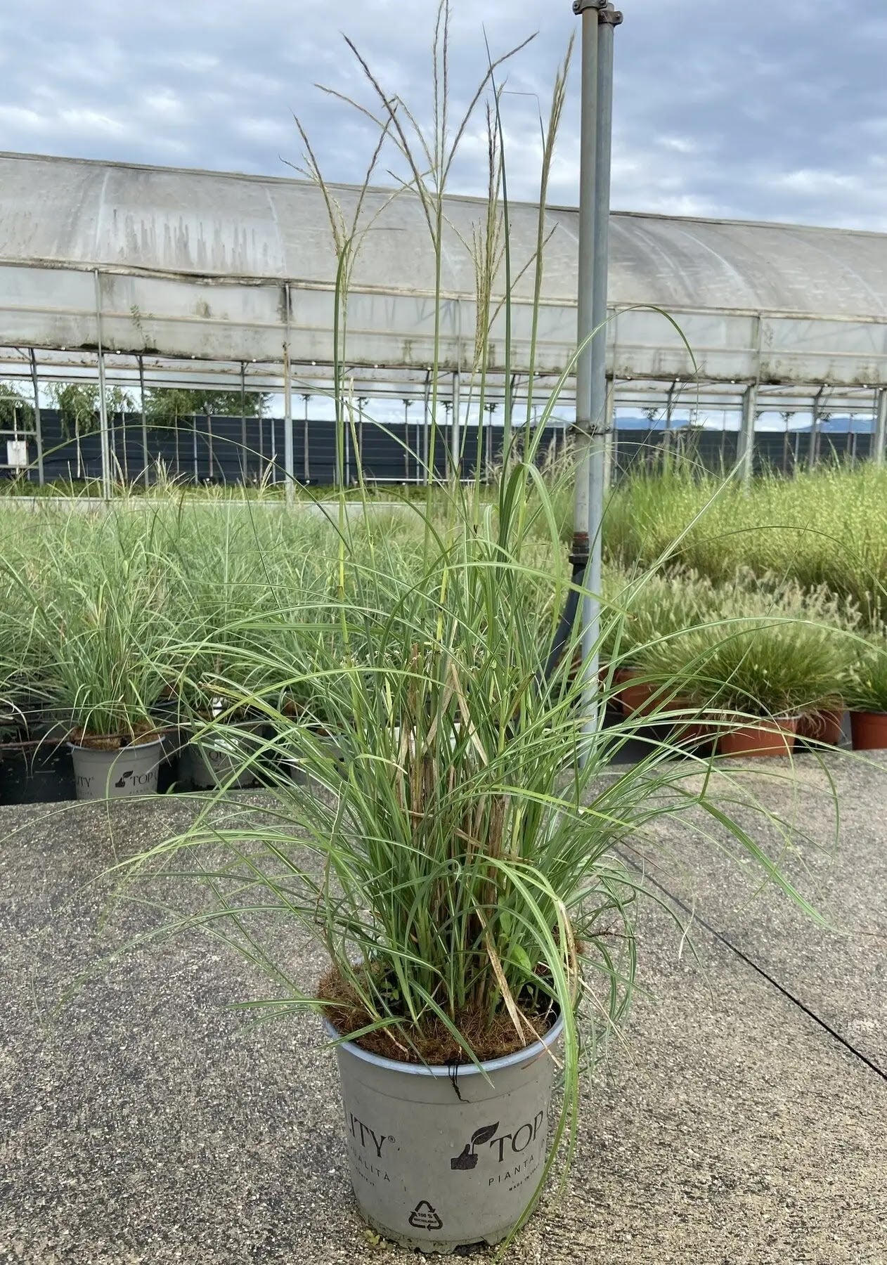 Dettaglio foglie rosse e spighe piumose beige di Miscanthus sinensis Dronning Ingrid