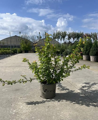 Fior di Pesco - Chaenomeles 'Superba Pink Lady'