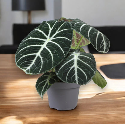 Dettaglio foglia Alocasia Ninja con nervature evidenti e colore verde scurissimo
