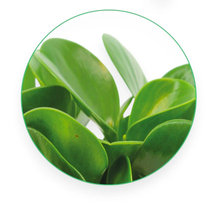 Dettaglio foglie carnose di Peperomia Green gold con variegature crema sui margini verdi