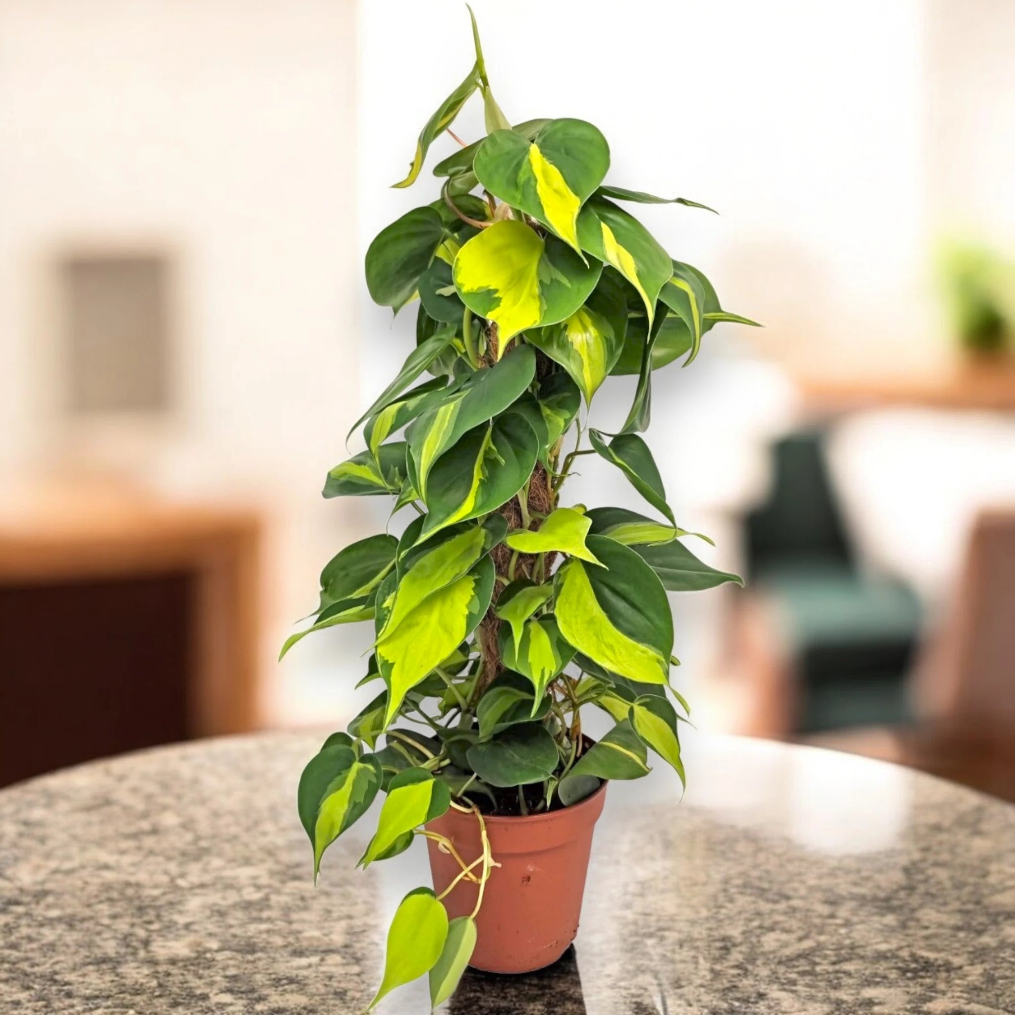 Philodendron scandens