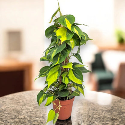 Philodendron scandens