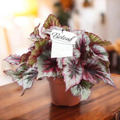 Begonia rex 'Evening glow'