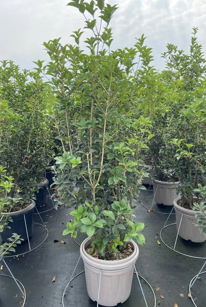 Osmanthus aquifolium