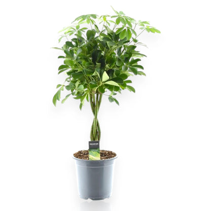 Schefflera arboricola 'Compacta'