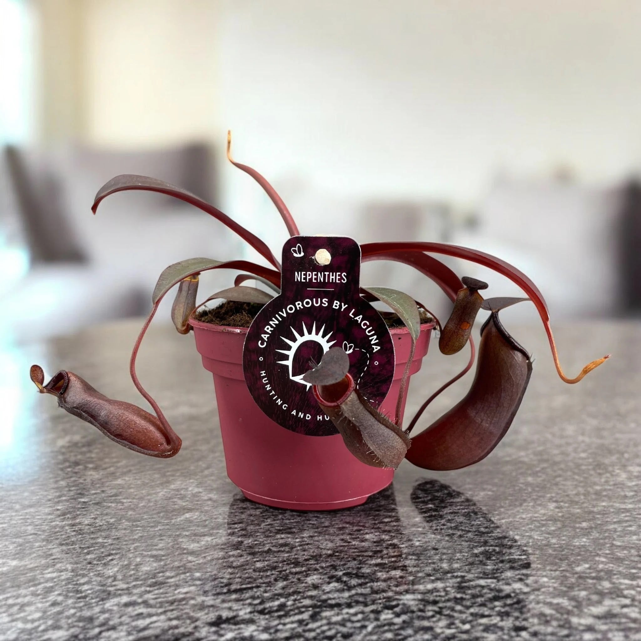 Nepenthes 'Rebecca'