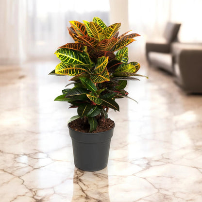 Dettaglio foglie croton Petra con variegature gialle, arancio e rosse su sfondo neutro