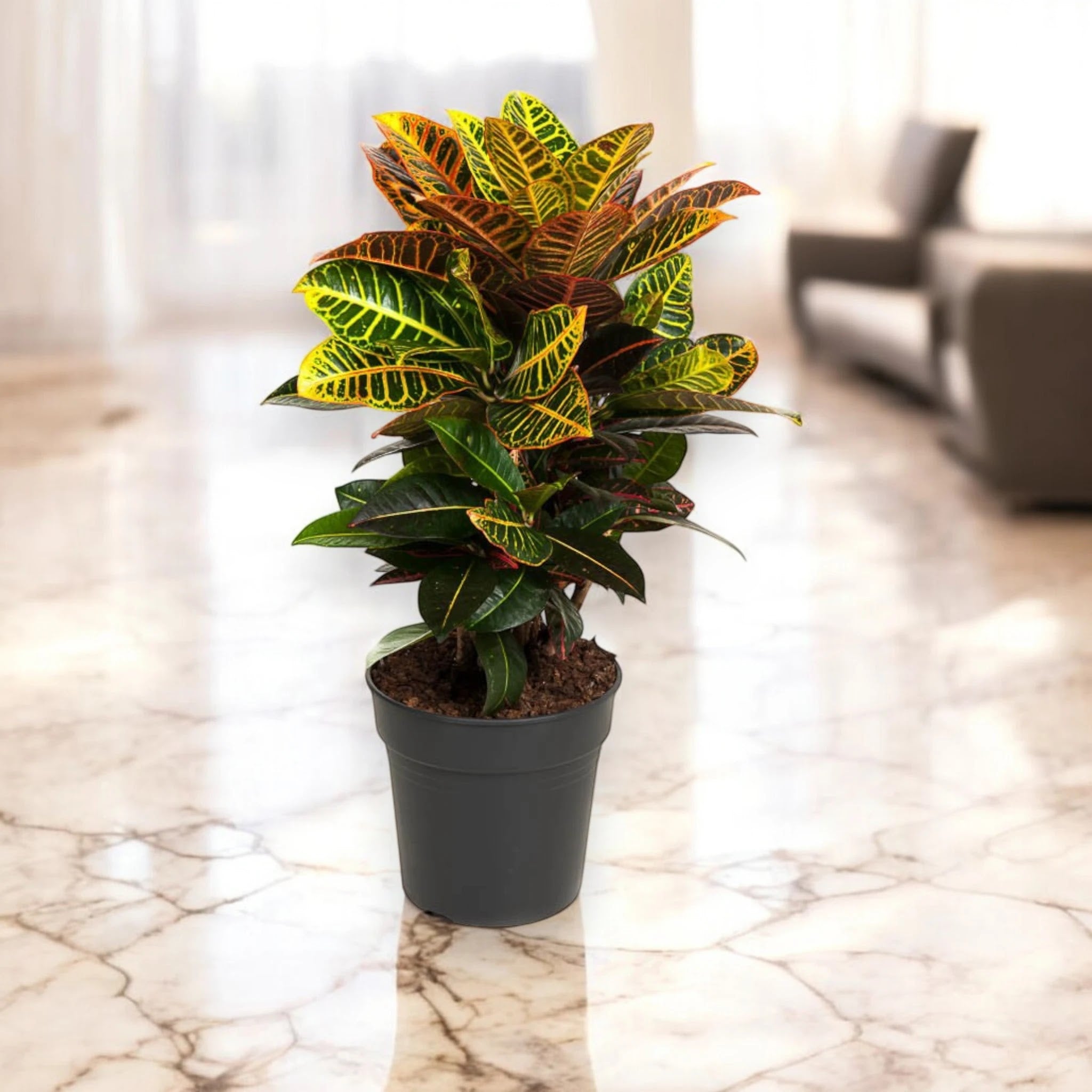 Dettaglio foglie croton Petra con variegature gialle, arancio e rosse su sfondo neutro