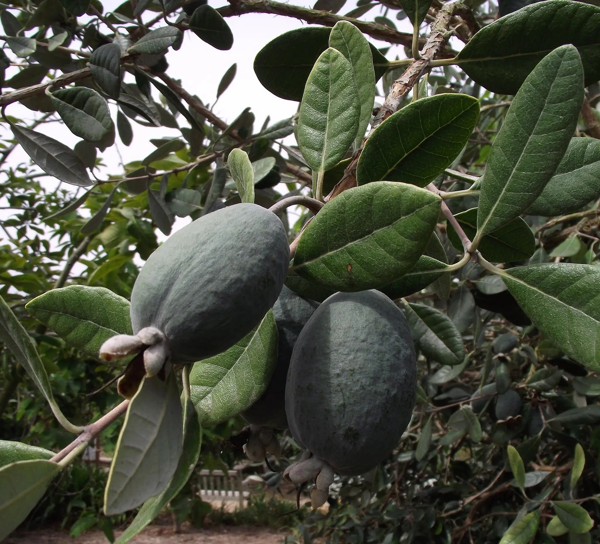 Feijoa sellowiana