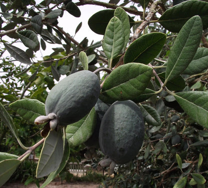 Feijoa sellowiana