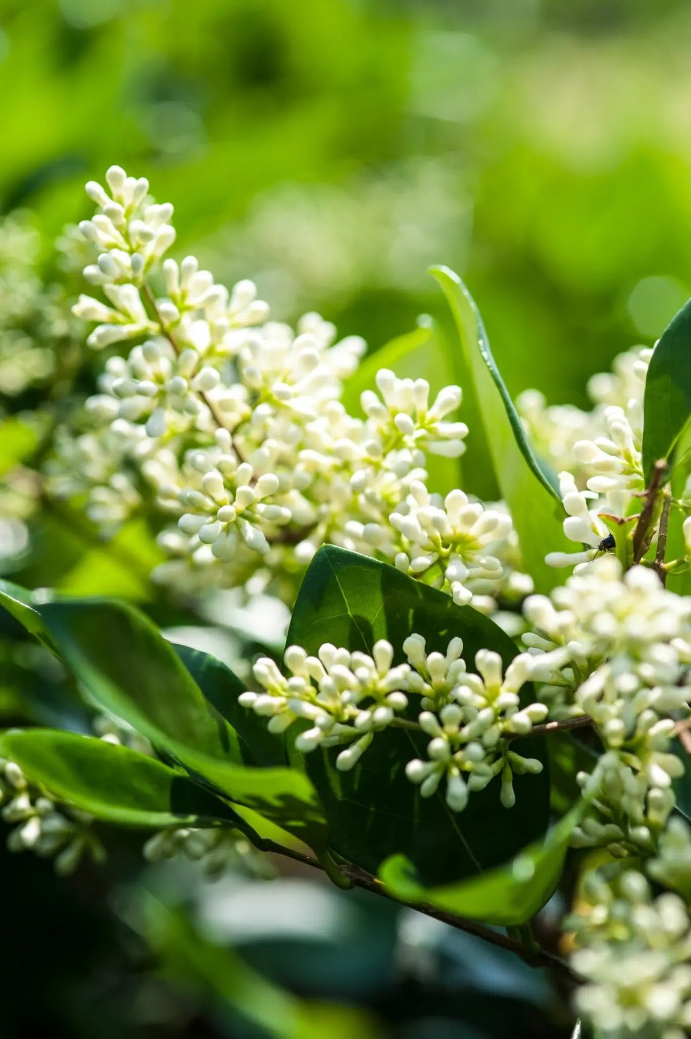 Ligustro - Ligustrum texanum