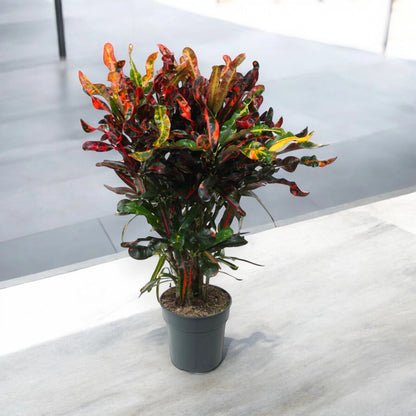 Codiaeum variegatum 'Mammi'