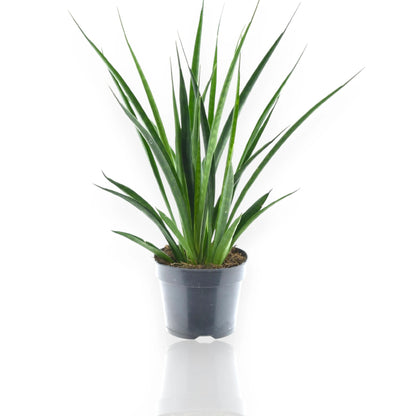 Sansevieria Kirkii Friends con foglie carnose disposte a rosetta in vaso decorativo da interno