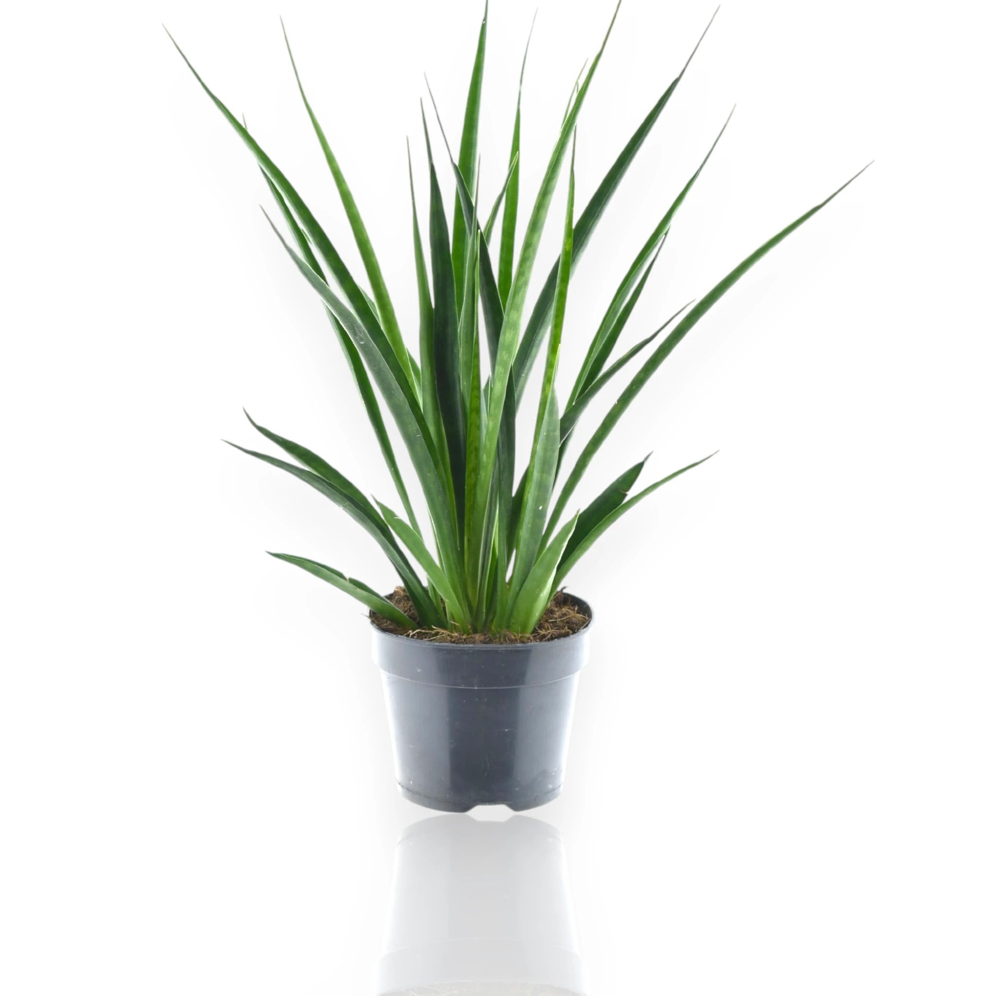 Sansevieria Kirkii Friends con foglie carnose disposte a rosetta in vaso decorativo da interno
