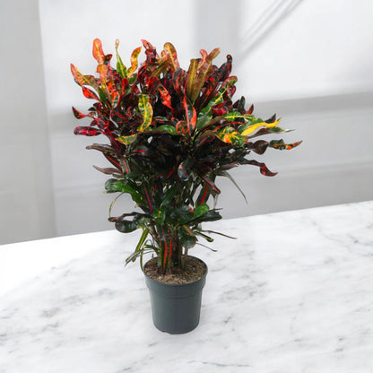 Codiaeum variegatum 'Mammi'