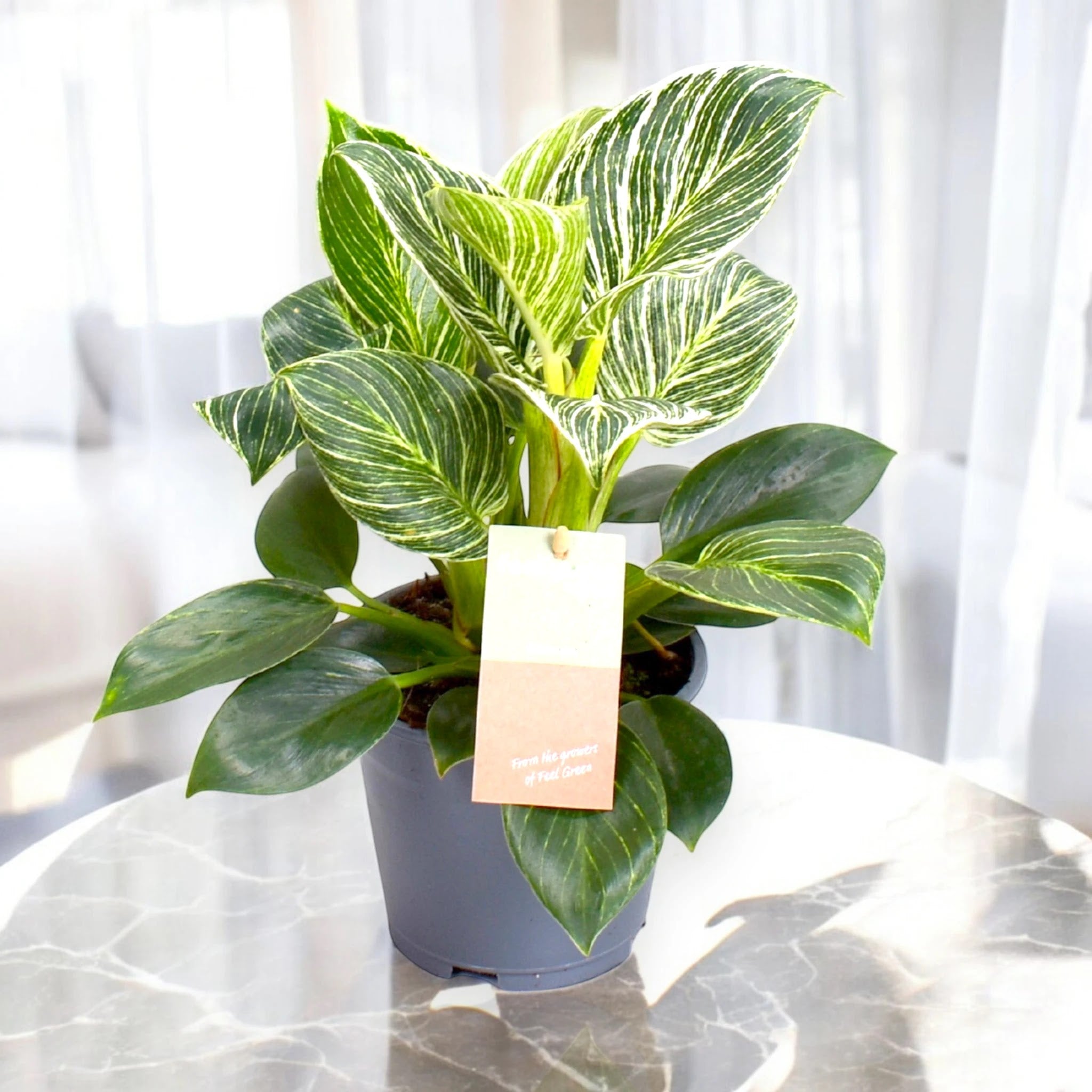 Philodendron 'Birkin' Zebra