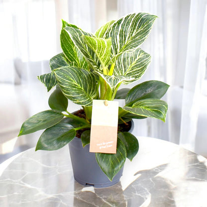 Philodendron 'Birkin' Zebra