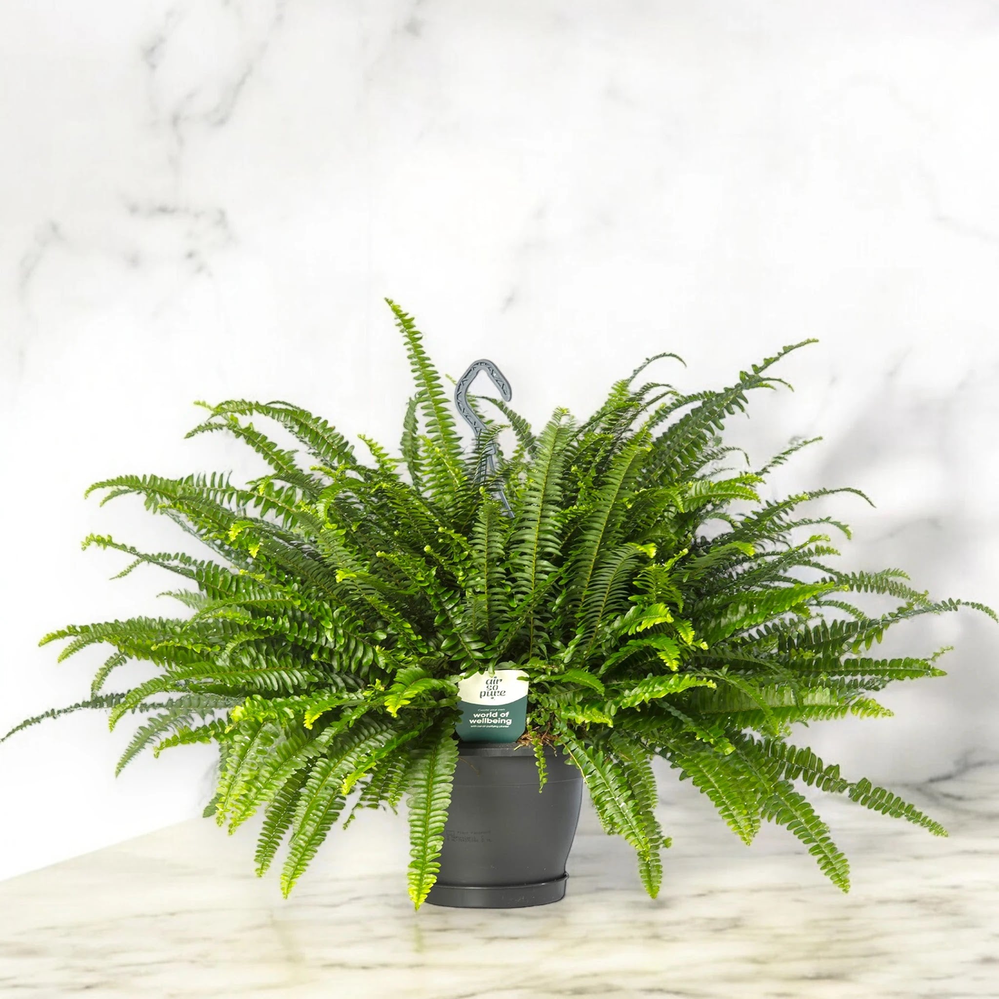 Nephrolepis exaltata 'Green lady'