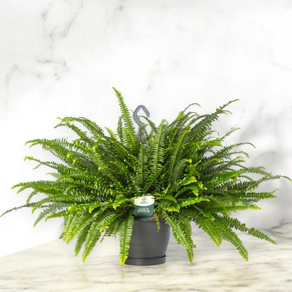 Nephrolepis exaltata 'Green lady'