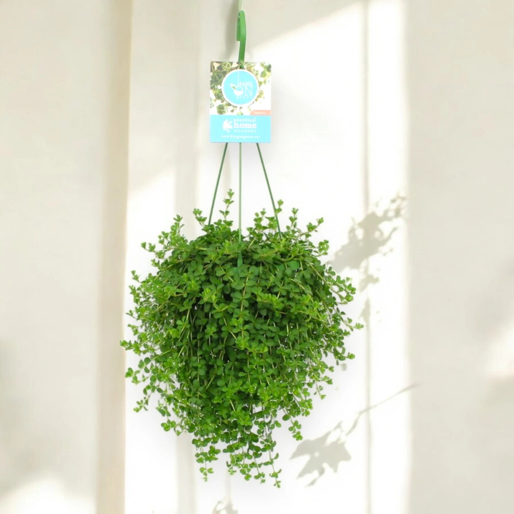 Peperomia 'Isabelle'