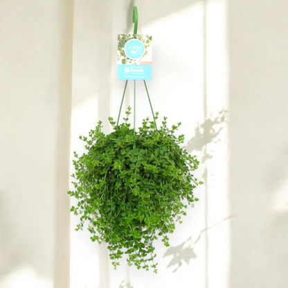 Peperomia 'Isabelle'