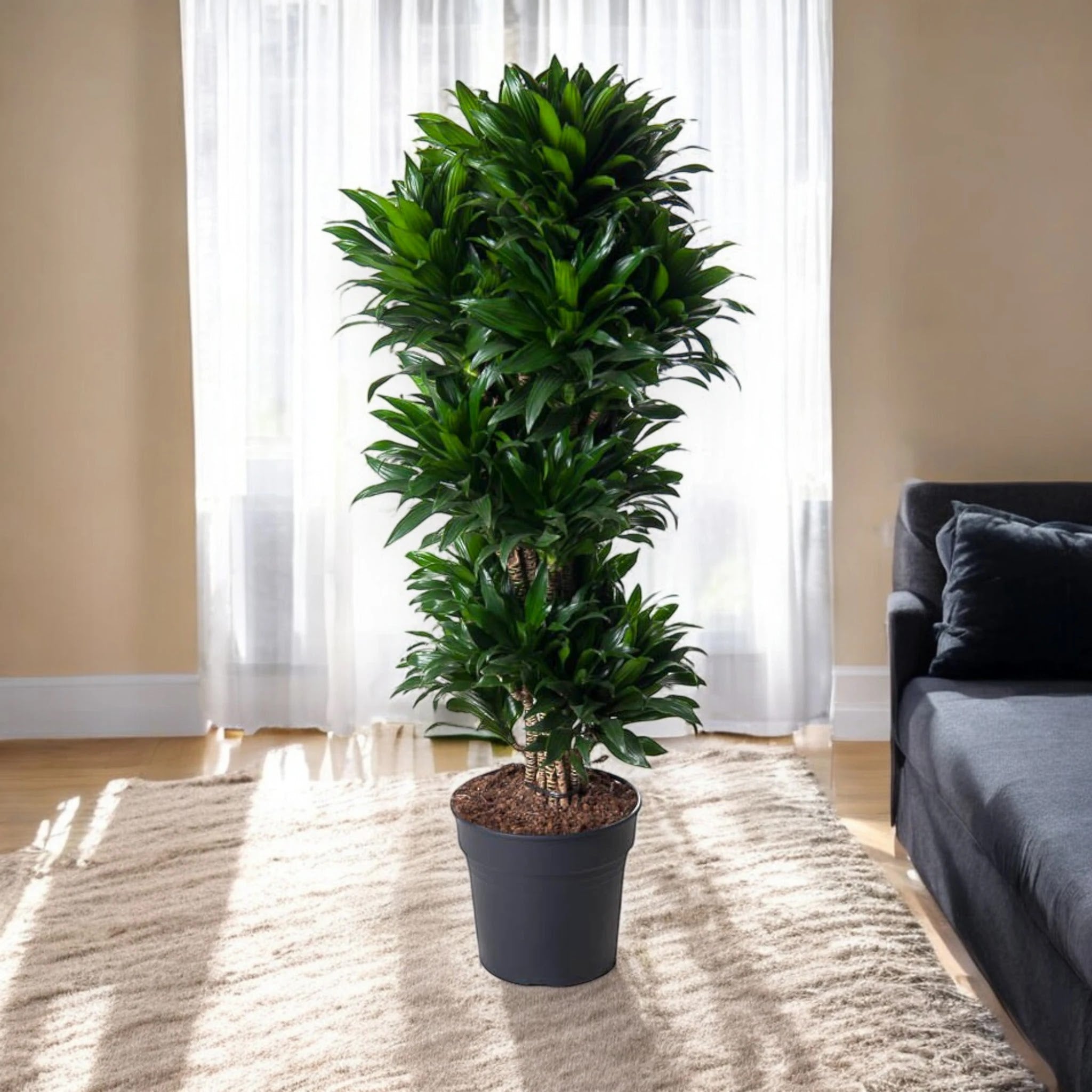 Dracaena fragrans 'Compacta'