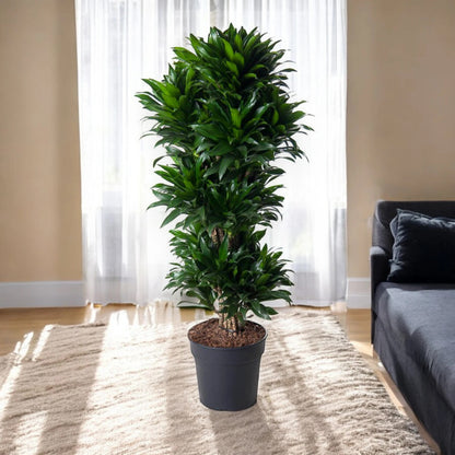 Dracaena fragrans 'Compacta'
