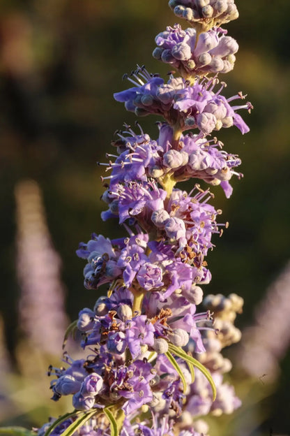 Vitex agnus-castus 'Galactic Pink'