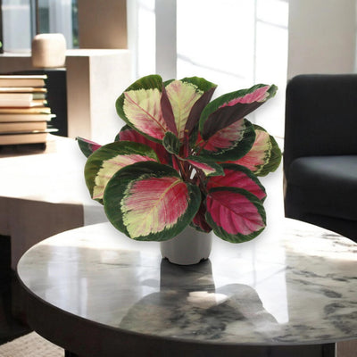 Calathea roseopicta 'Rosy'