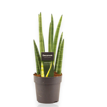 Sansevieria cylindrica 'Rocket'
