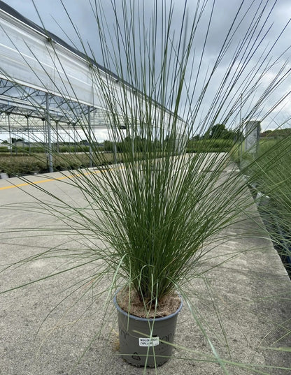 Dettaglio dei fiori rosa della Muhlenbergia capillaris con fogliame verde brillante